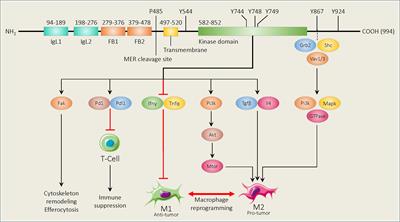 Structure and functions of Mer, an innate immune checkpoint